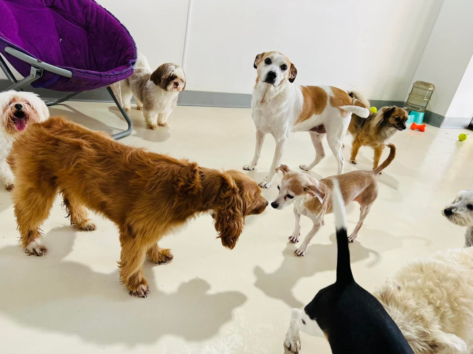 Doggy Daycare